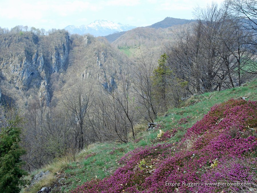 22 - Cuscini di Erica Carnea.JPG